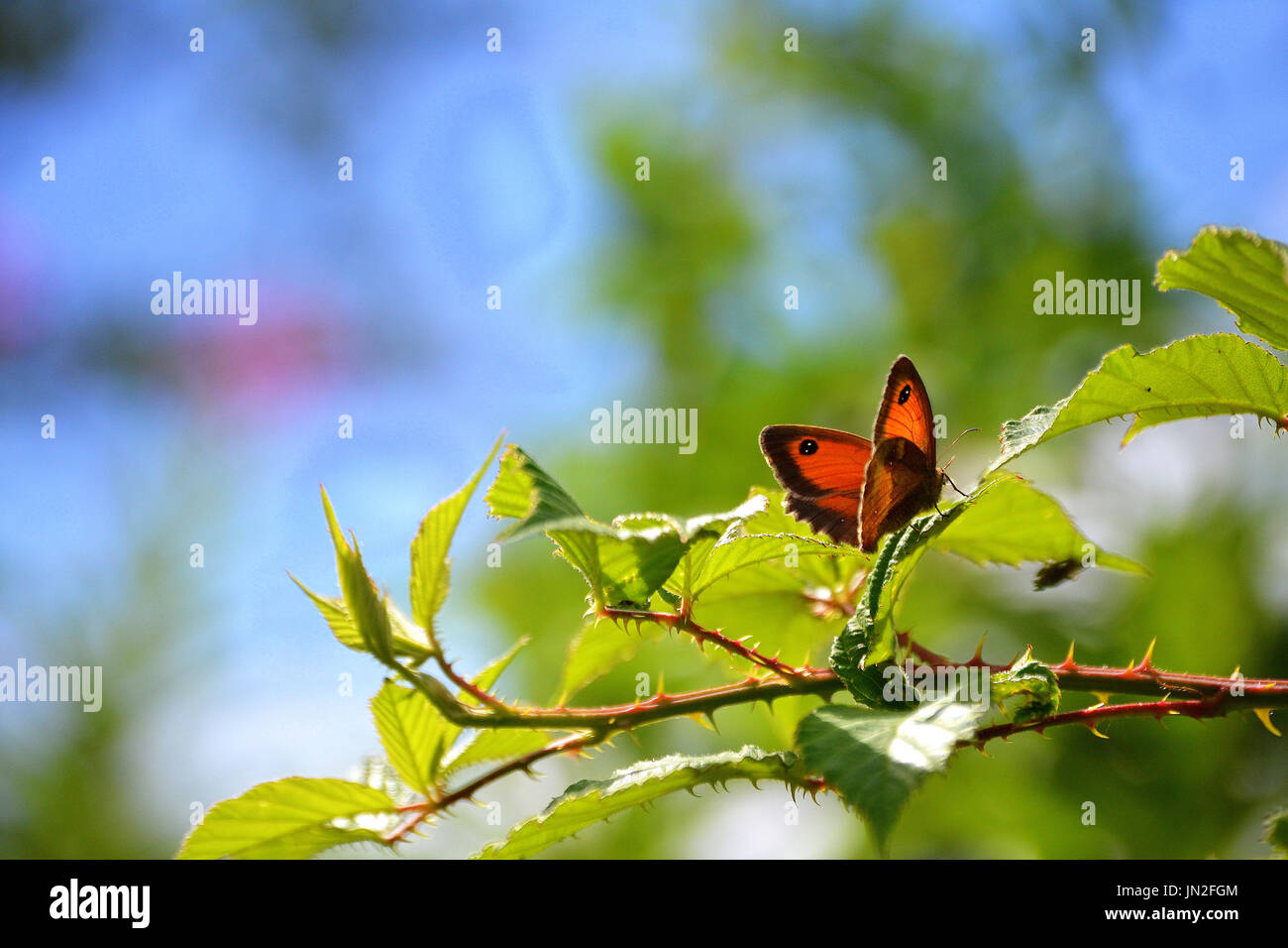 Gatekeeper Schmetterling sitzt auf einem dornigen Pflanze in der Sonne, Derbyshire UK Stockfoto