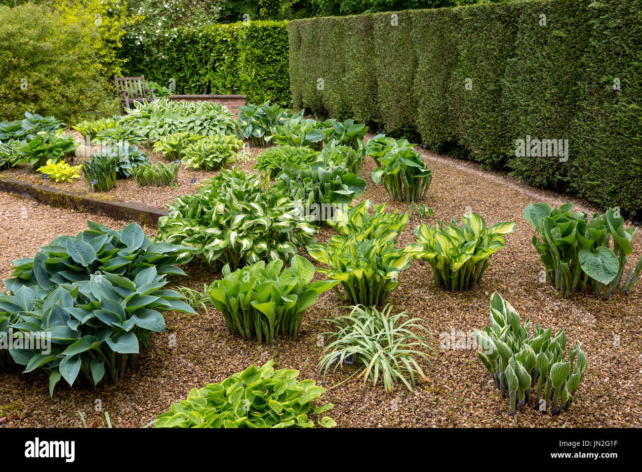 Die Hosta Garten Barnsdale Gärten wo die späten Geoff Hamilton "Gärtner-Welt" für die BBC nr Oakham, Rutland, England, UK gedreht Stockfoto
