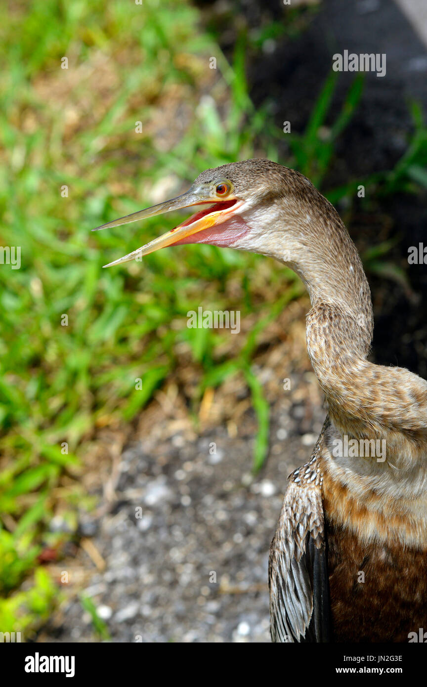 Snakebird lateinischen Namen Anhinga Anhinga auf der Suche nach Beute Stockfoto