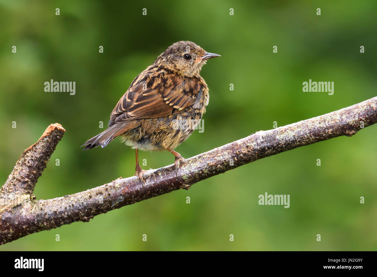 Juvenile Heckenbraunelle (Prunella Modularis) thront auf einem Zweig, Dorset, Großbritannien Stockfoto