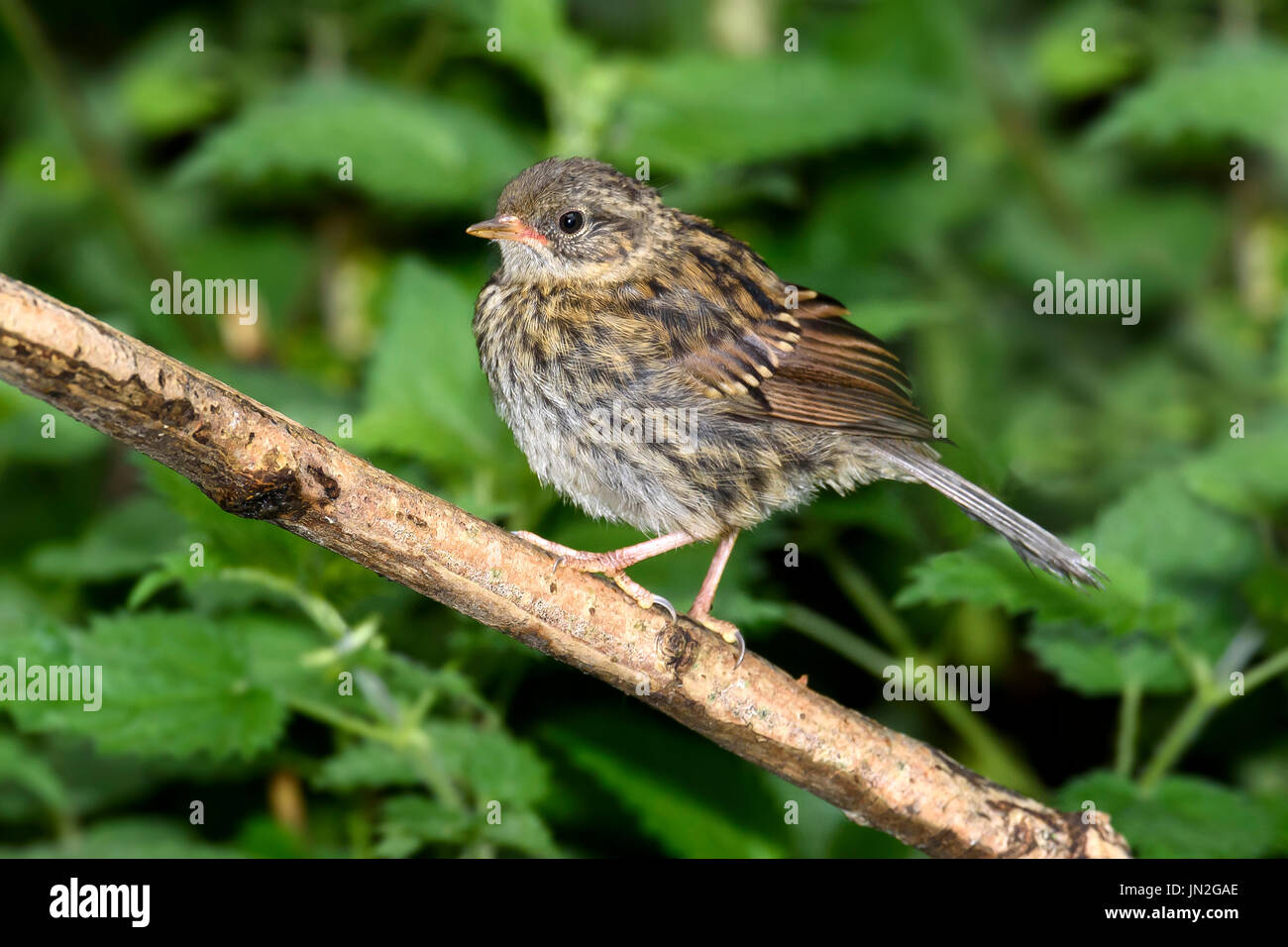 Juvenile Heckenbraunelle (Prunella Modularis) thront auf einem Zweig, Dorset, Großbritannien Stockfoto