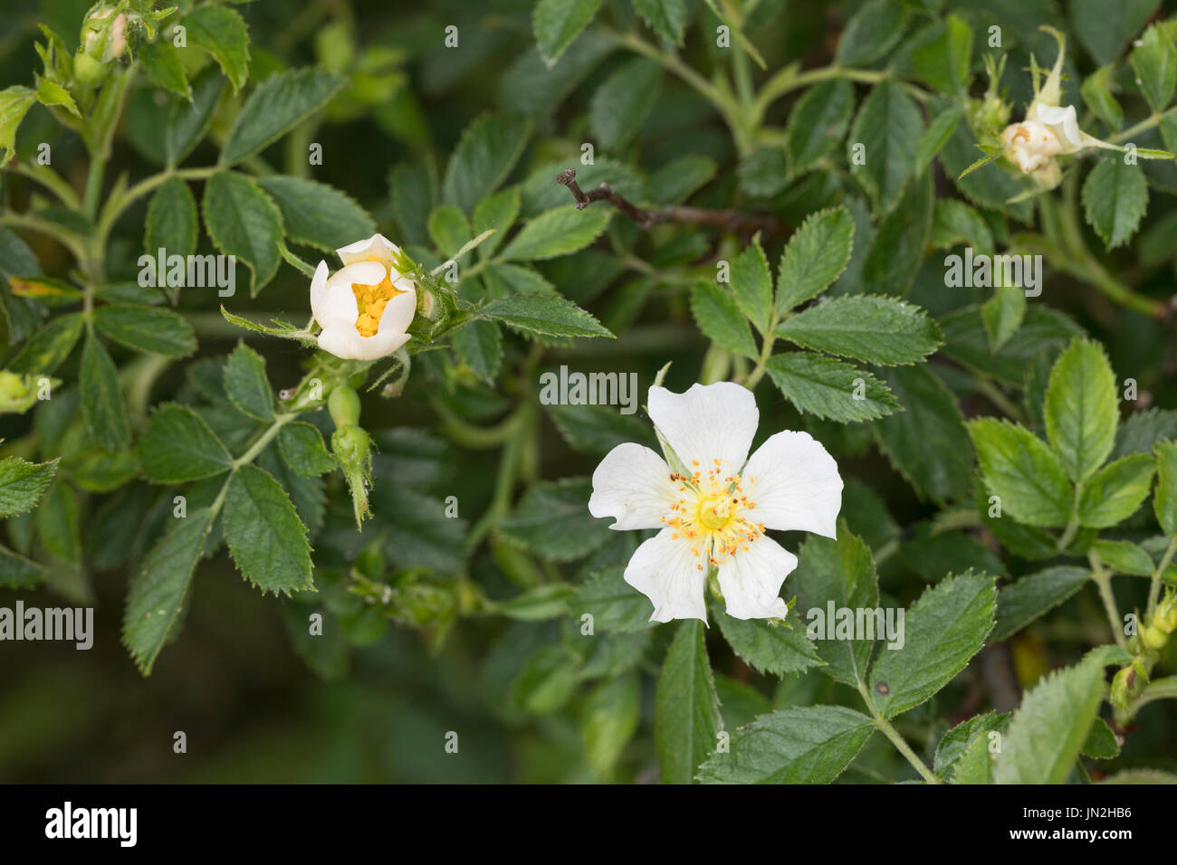 Ackerrose, Feldrose, Acker-Rose, Feld-Rose, Hoher Hagedorn, Rosa Agrestis, Rosa Sepium, Feld Briar, kleinblättrige Sweet Briar, kleine Blatt Sweetbriar Stockfoto
