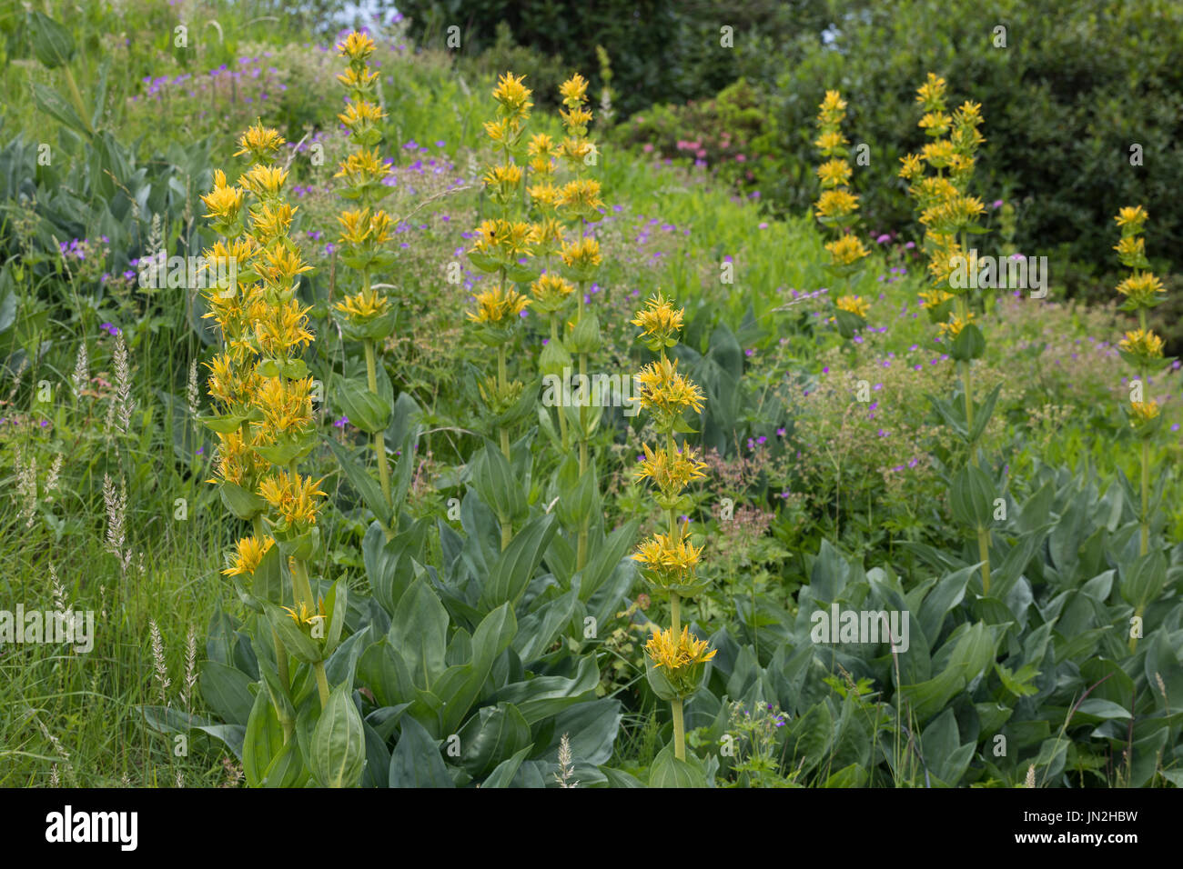 Gelber Enzian, Gentiana Lutea, große gelbe Enzian, gelber Enzian, bittere Wurzel, Bitterwort, Centiyane, Genciana, Gentiane Jaune, Grande Gentiane, ge Stockfoto