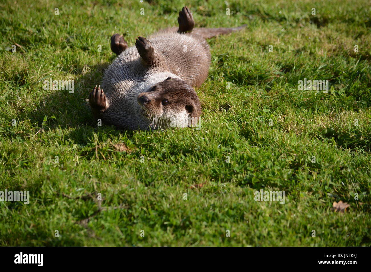 Eurasische Fischotter (Lutra Lutra) - Rollen auf Rückseite Stockfoto