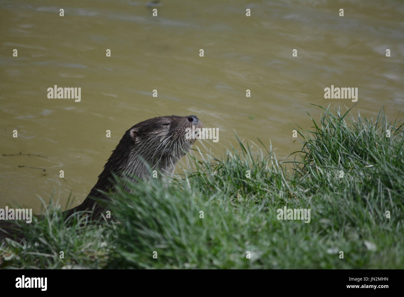 Eurasische Fischotter (Lutra Lutra) - im Wasser durch bank Stockfoto