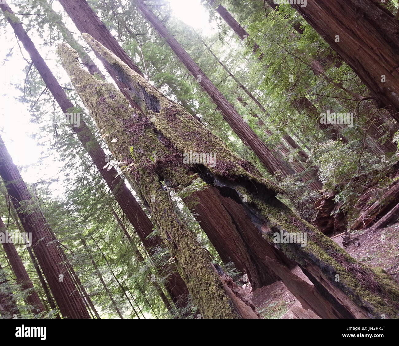 Nördlichen Californias Wald Stockfoto