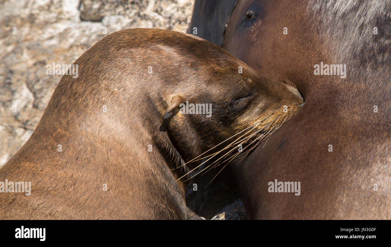 Galápagos-Seelöwen - León Marino de Las Galápagos Stockfoto