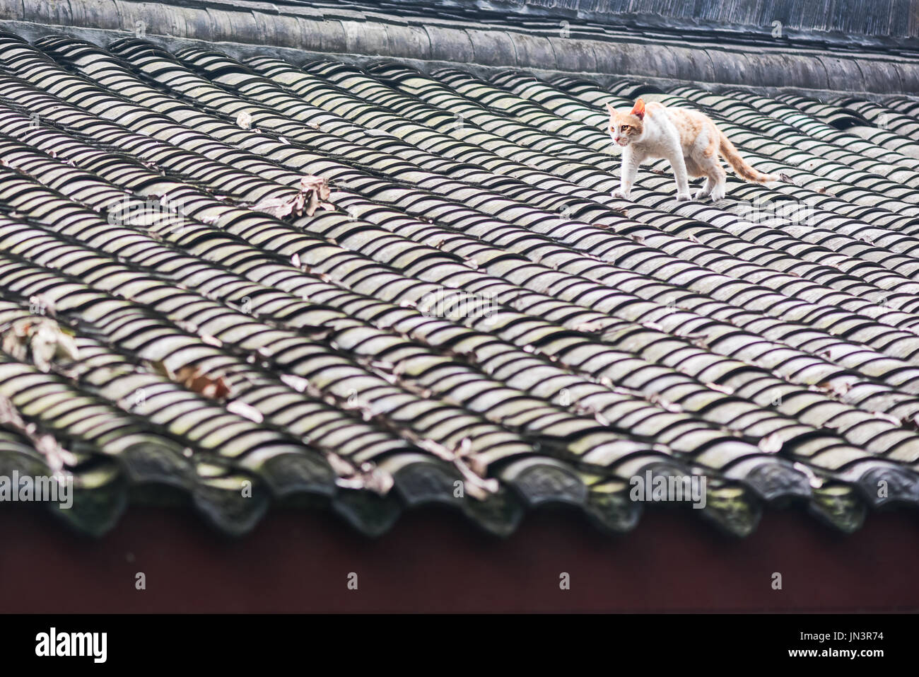 Gelbe Katze auf einem chinesischen traditionellen Dach Stockfoto
