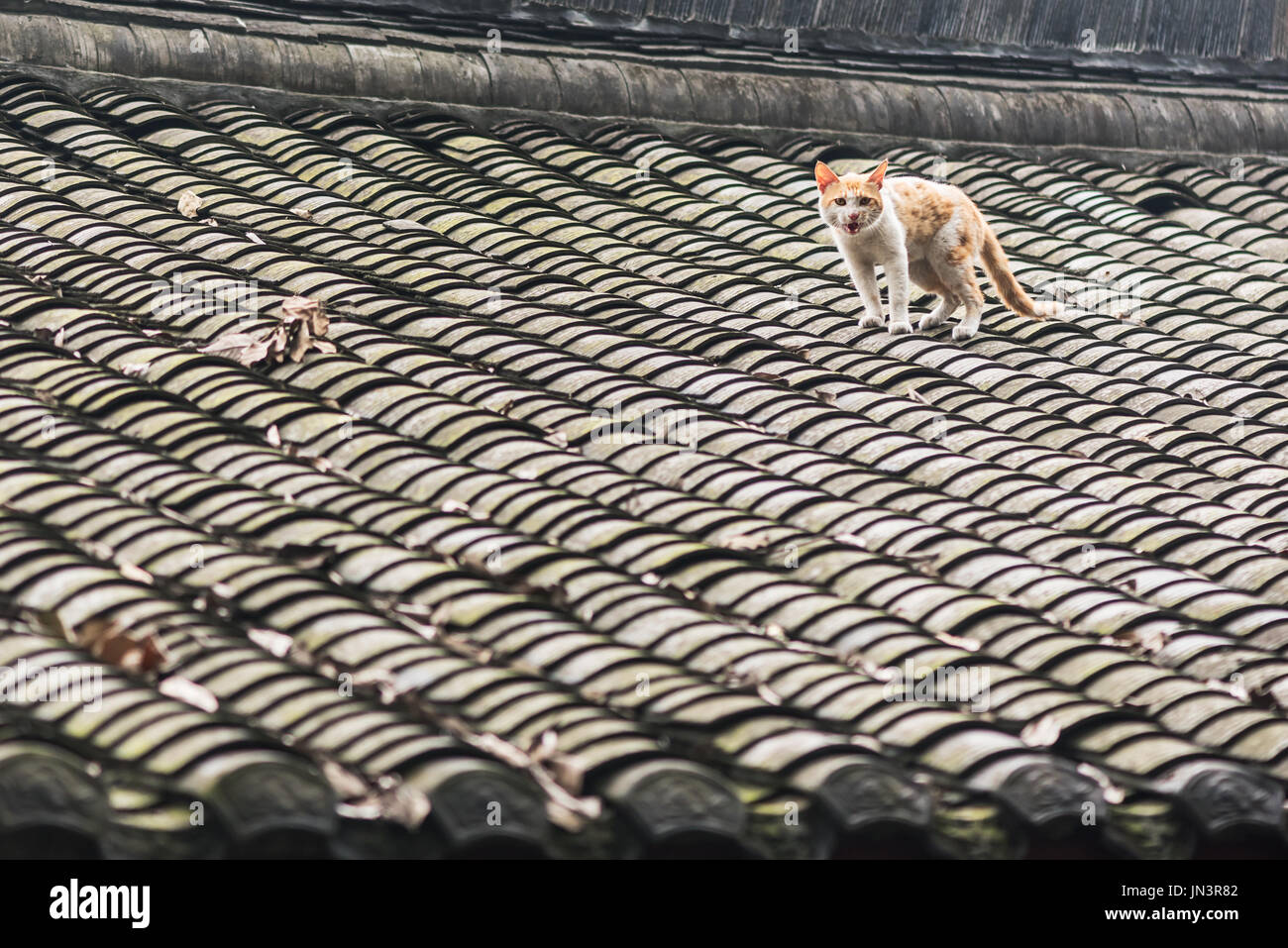 Böse gelbe Katze auf einem chinesischen traditionellen Dach Stockfoto