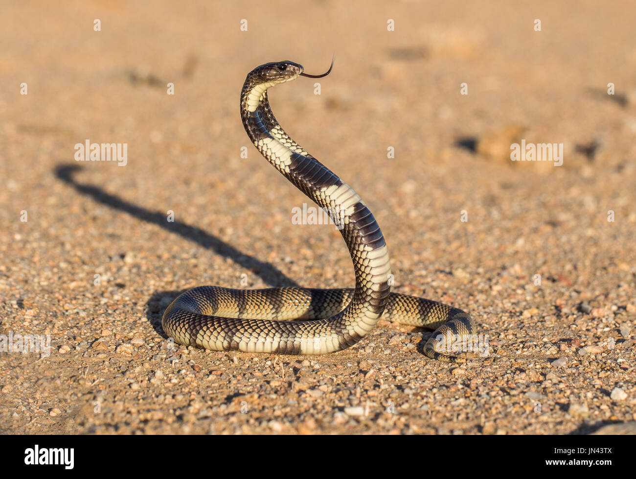 Kunene Korallen Cobra Stockfoto