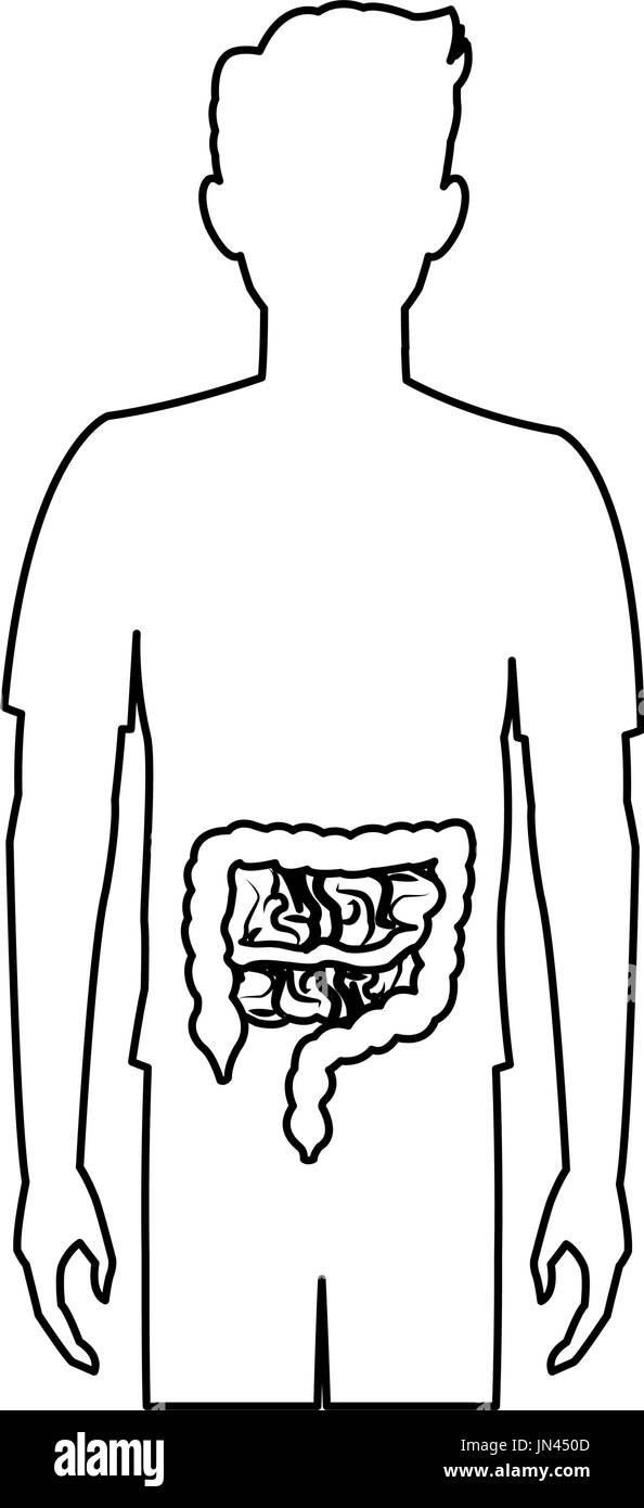 Mensch Körper Anatomie Darm Stock Vektor