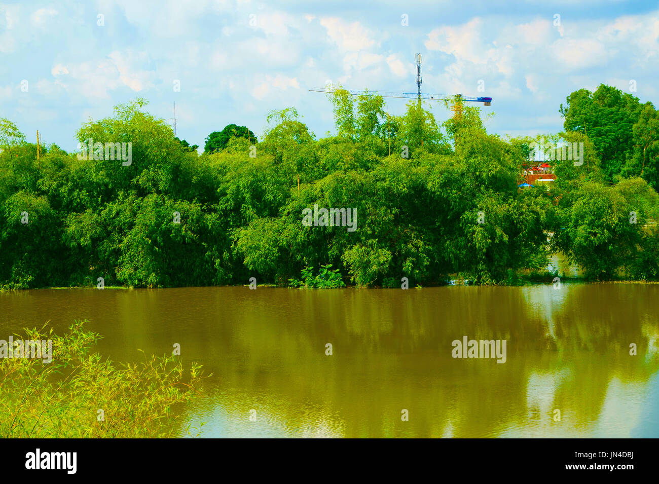 Bambusbäume am Fluss in der Nachmittagssonne Stockfoto