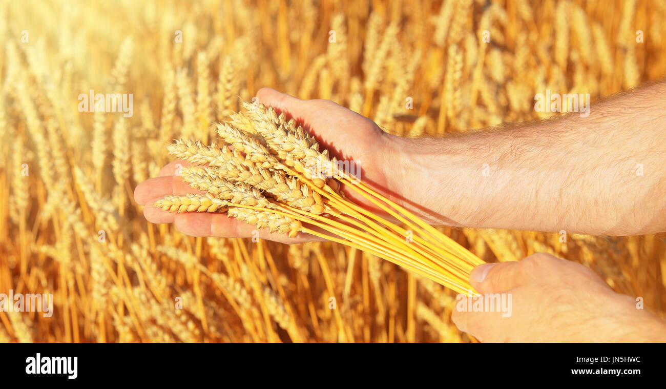 Reife gelbe Weizen in die Hände des Mannes auf Weizen Feld Hintergrund. Herbst landwirtschaftlichen Hintergrund. Bio-Lebensmittel-Konzept. Stockfoto