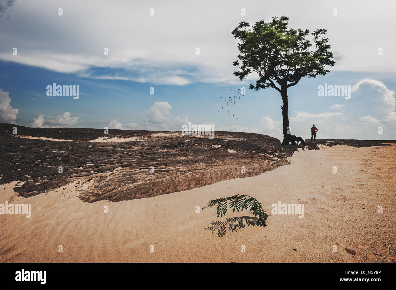 Rock am Sanddüne und allein Grossbaum mit einem Mann auf 3000 Boke (3000 Löcher) in der Nähe von Khong Fluss Grenze, Provinz Ubonratchathani Stockfoto
