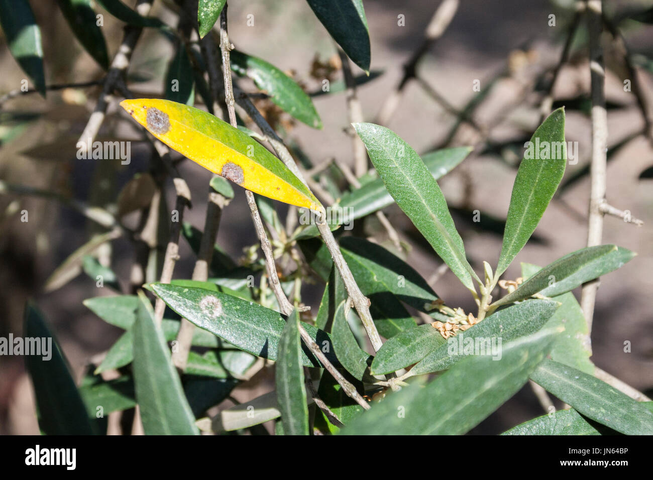 Detail der Olivenbaum Blätter infizierte durch Krankheit namens Repilo, Jaen, Andalusien, España