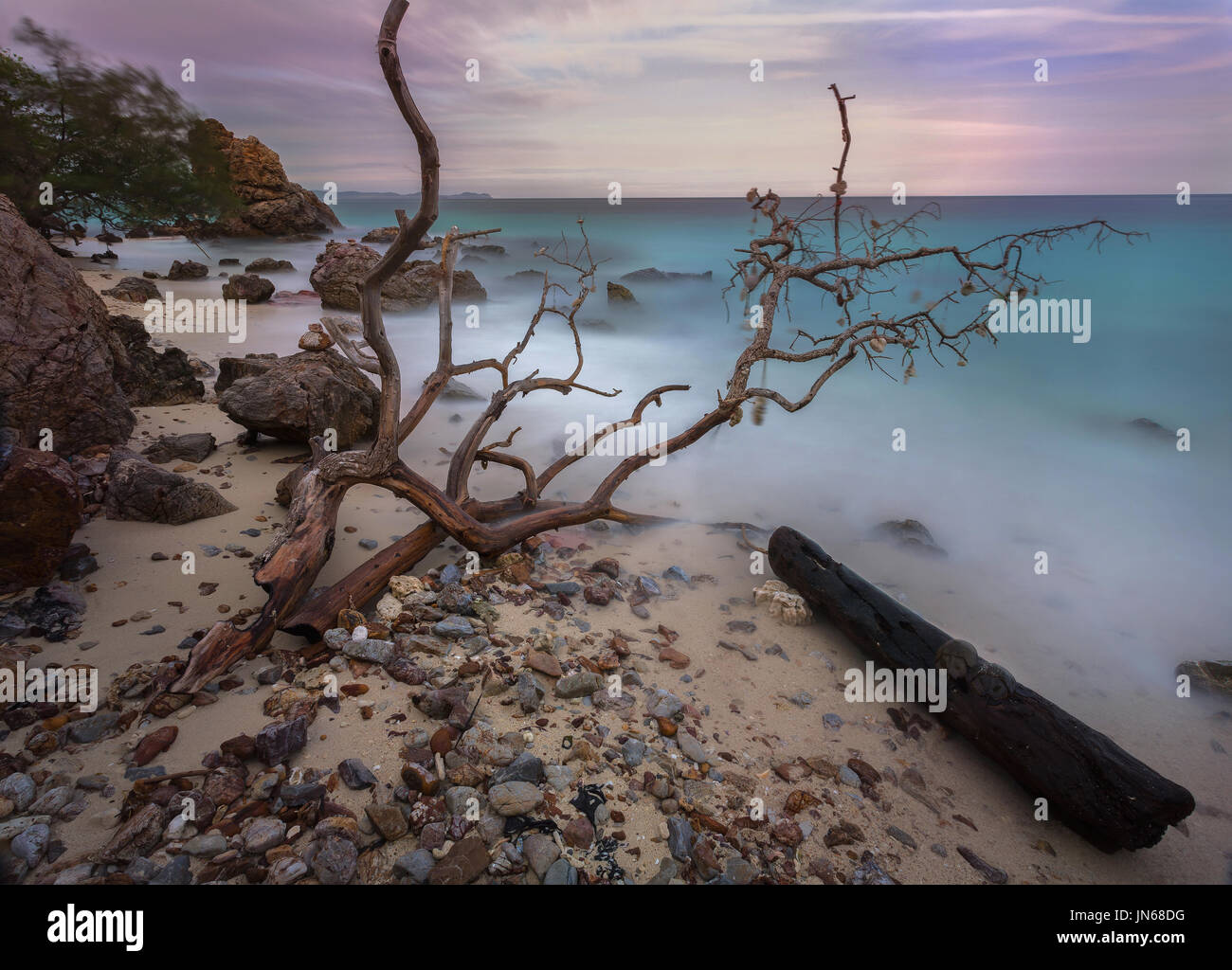 Stillleben-bildende Kunst-Element von Sea life Stockfoto