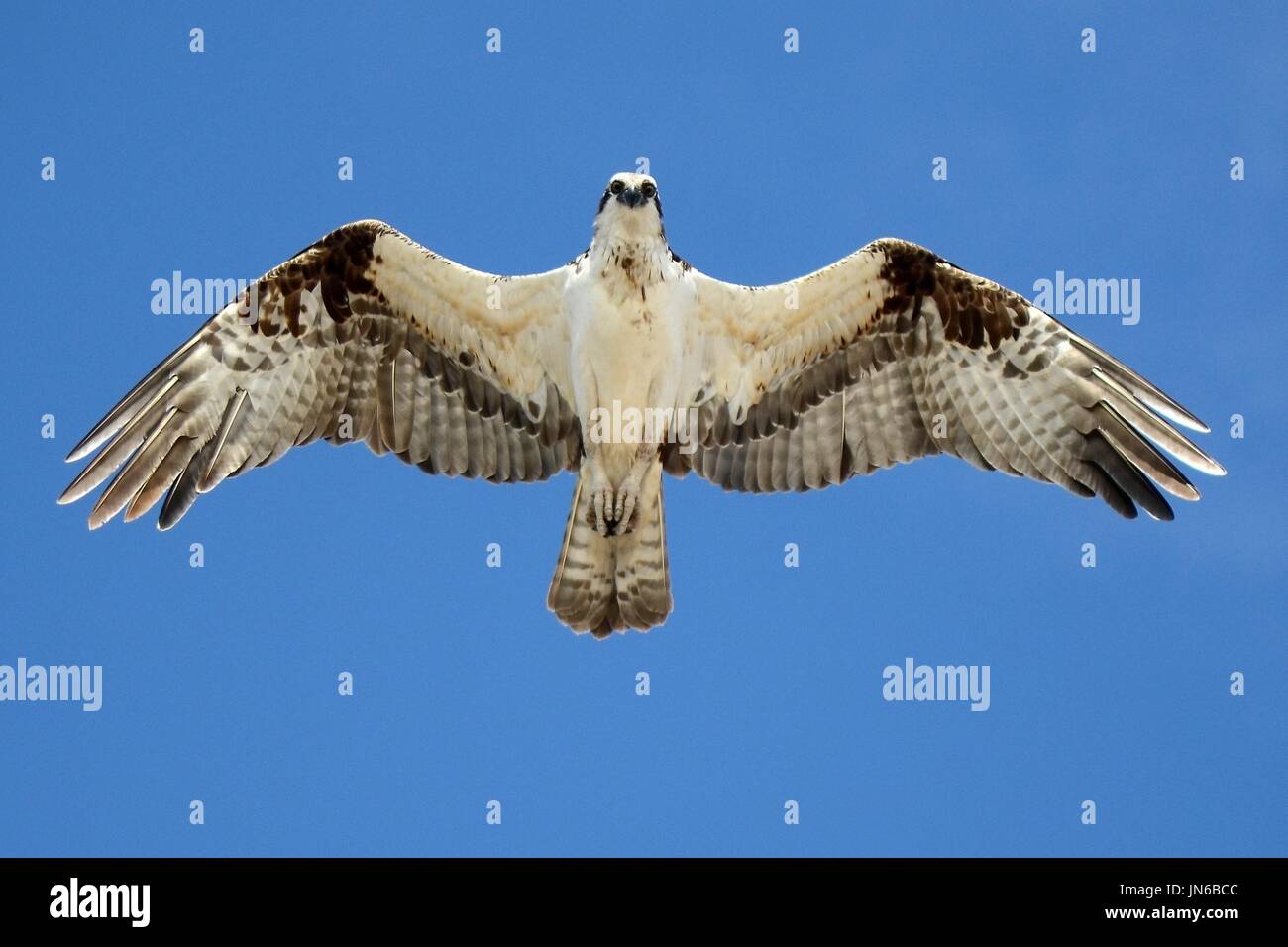 Osprey bewacht das Nest Stockfoto