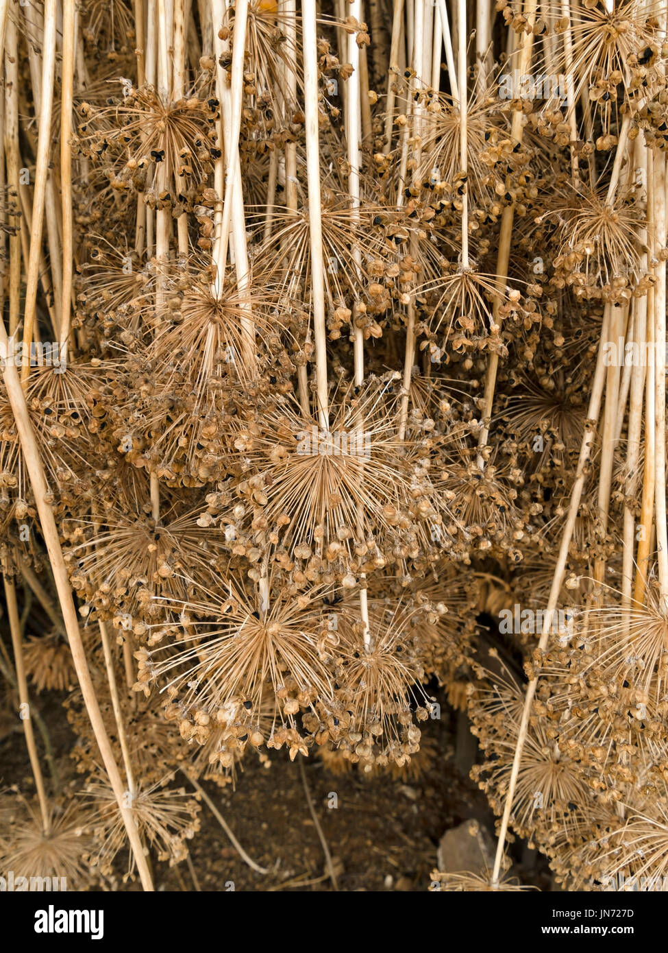 Allium Samen Köpfe hängen kopfüber zum Trocknen Stockfotografie - Alamy