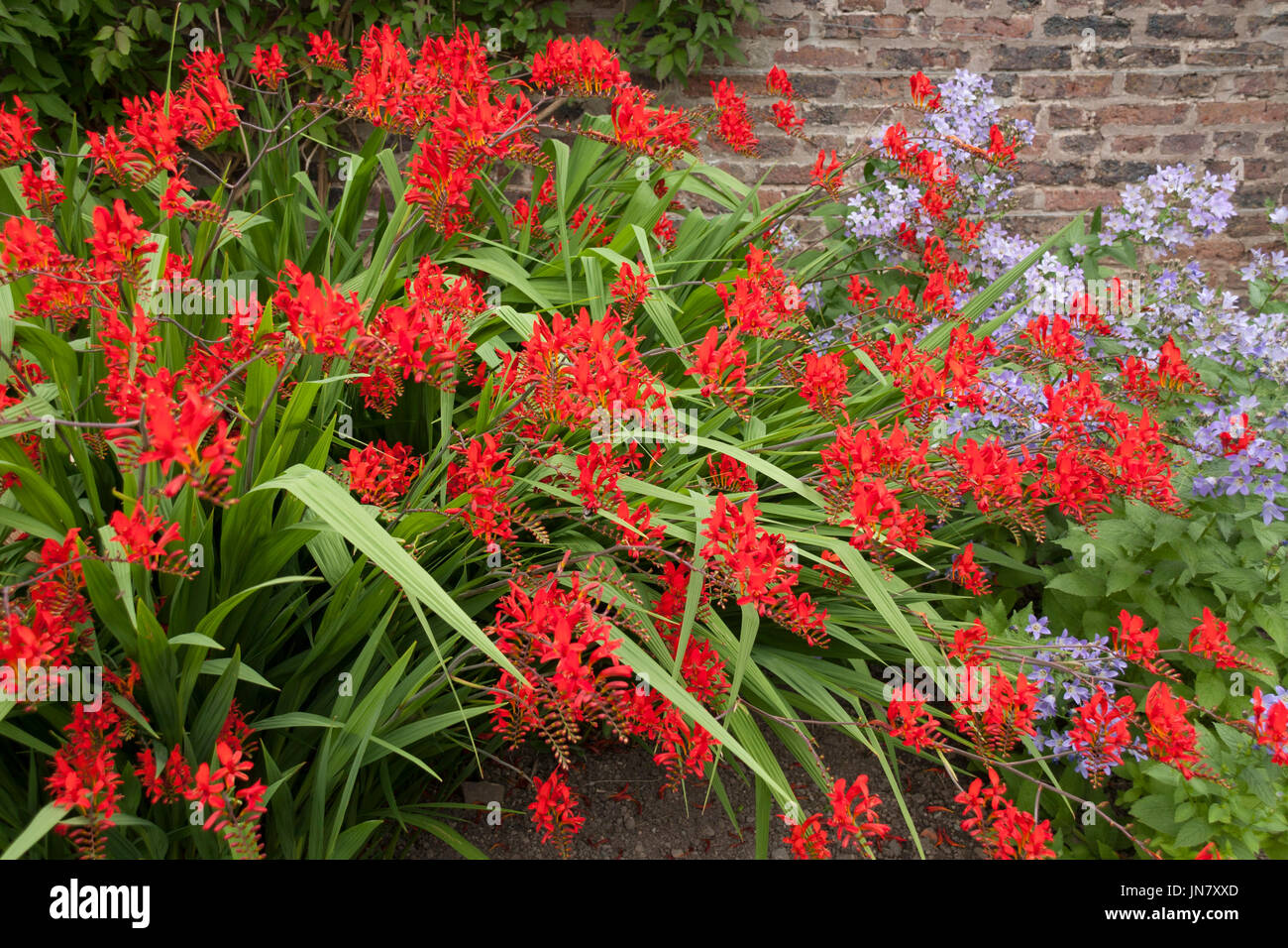 Nahaufnahme von roten und violetten Blumen in einem Garten Stockfoto