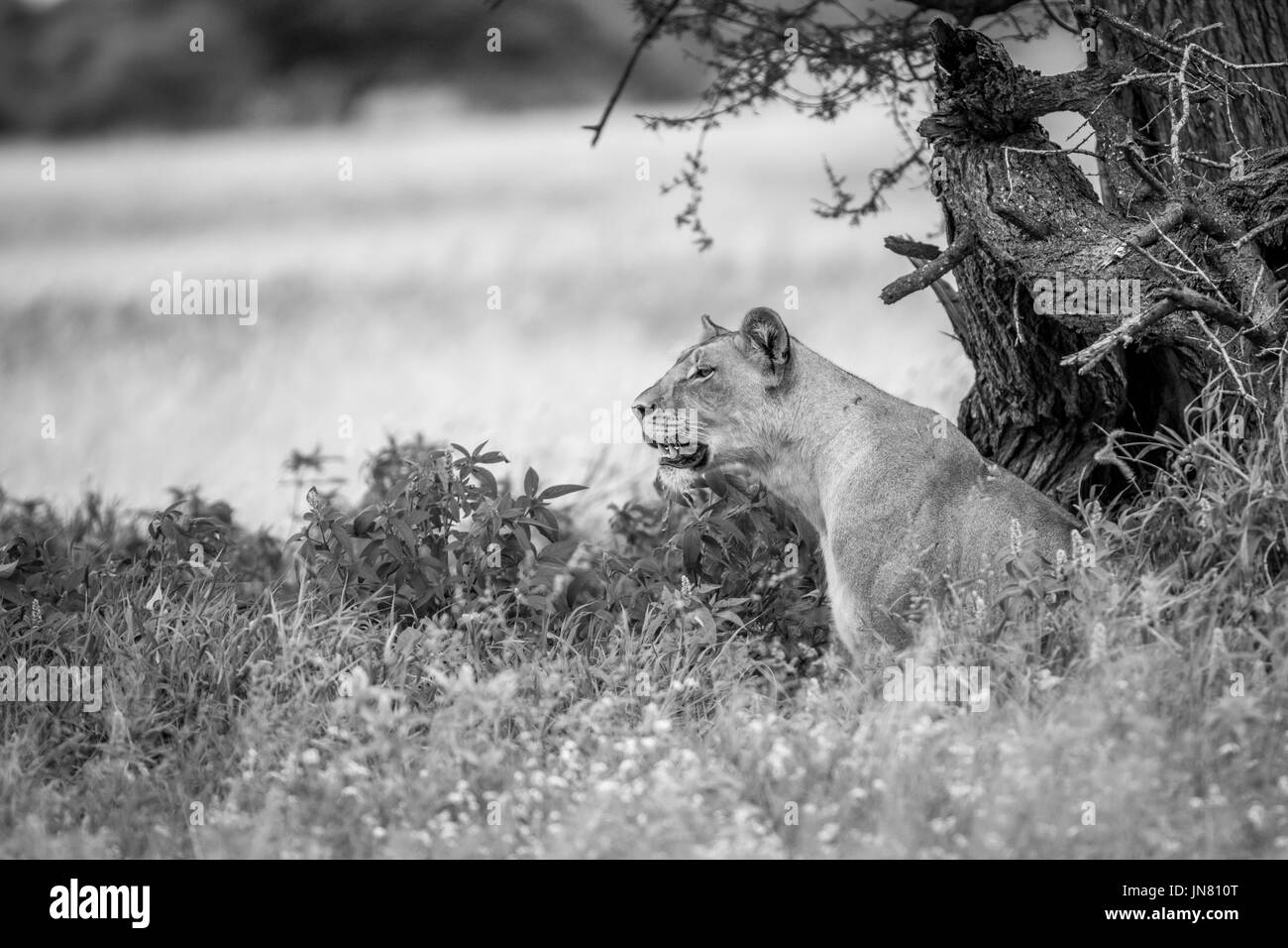 Seitenansicht von einer Löwin das hohe Gras in schwarz und weiß in der Central Kalahari, Botswana. Stockfoto