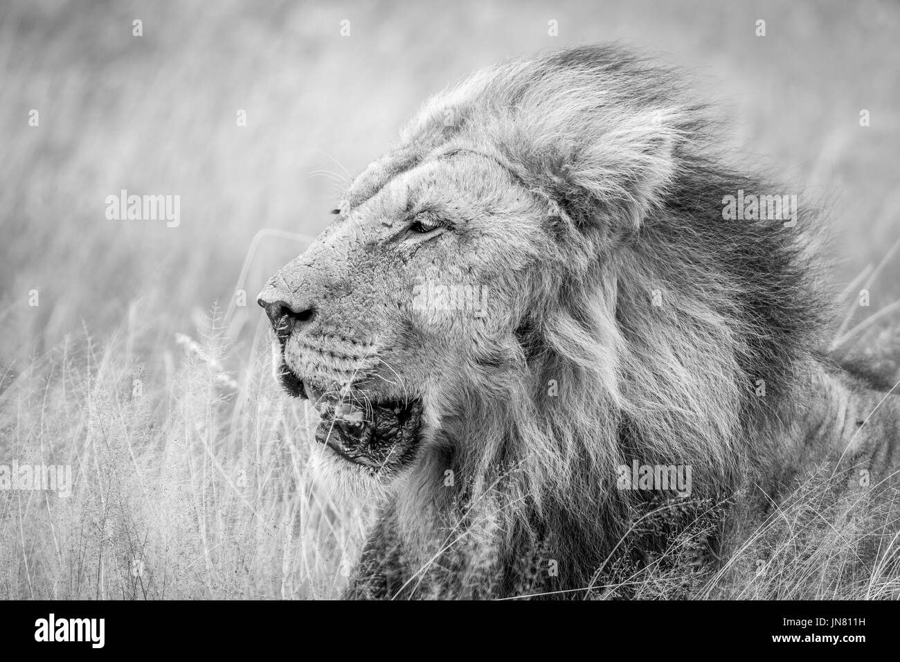Seitenansicht eines großen männlichen Löwen in schwarz und weiß in der Central Kalahari, Botswana. Stockfoto