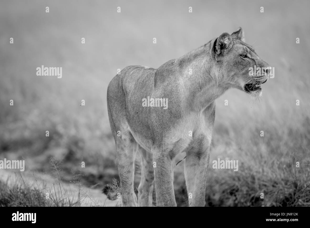 Seitenansicht des Löwen in schwarz und weiß in der Central Kalahari, Botswana. Stockfoto