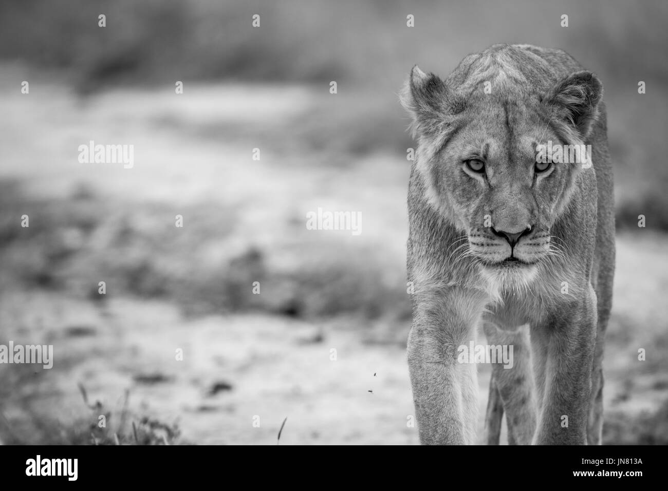 Löwen zu Fuß in Richtung der Kamera in schwarz und weiß in die zentrale Kalahari, Botswana. Stockfoto