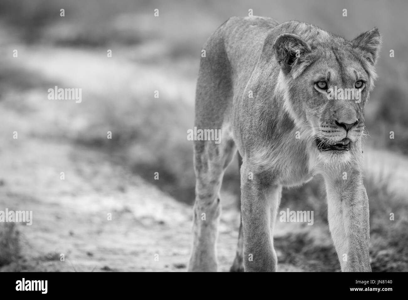 Löwen zu Fuß in Richtung der Kamera in schwarz und weiß in die zentrale Kalahari, Botswana. Stockfoto