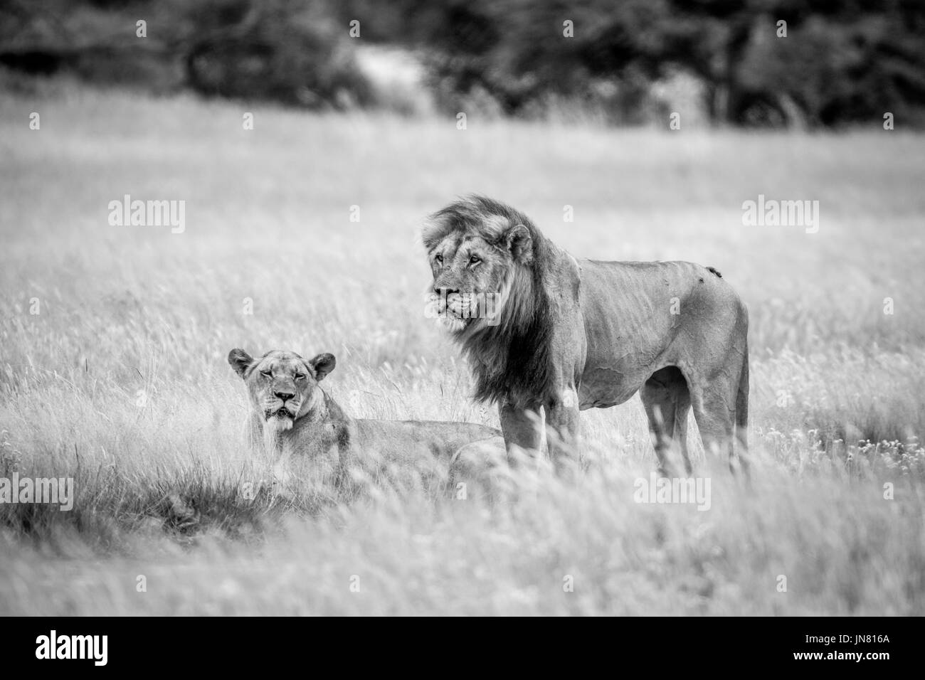 Lion Paarung paar in den Rasen in schwarz und weiß in der Central Kalahari, Botswana. Stockfoto