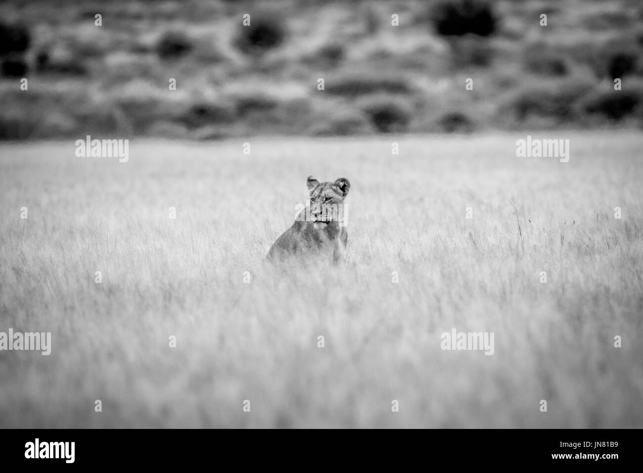 Löwe sitzend das hohe Gras in schwarz und weiß in die zentrale Kalahari, Botswana. Stockfoto