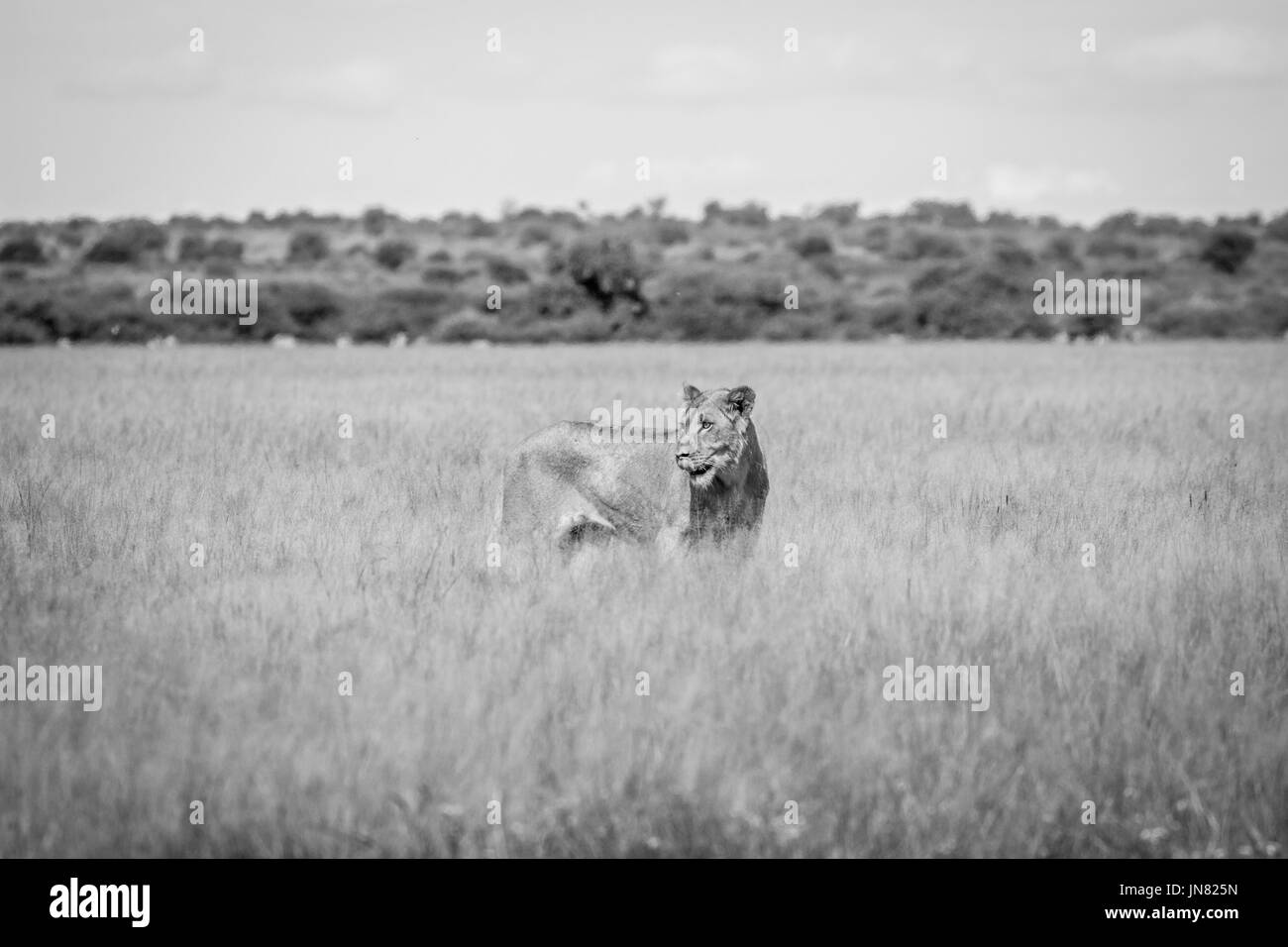 Löwe stehend das hohe Gras in schwarz und weiß in die zentrale Kalahari, Botswana. Stockfoto