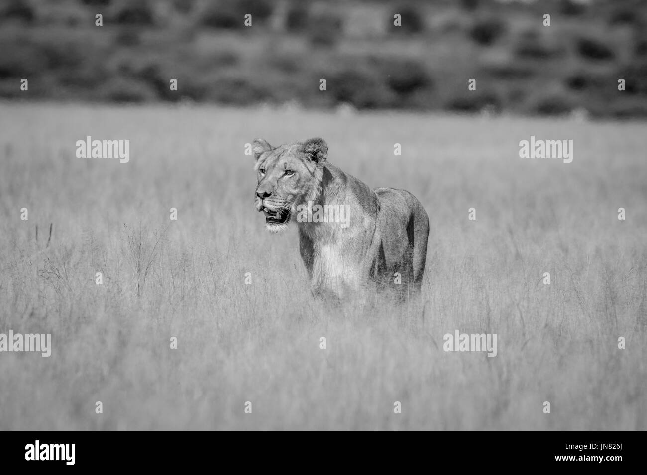 Löwe stehend das hohe Gras in schwarz und weiß in die zentrale Kalahari, Botswana. Stockfoto