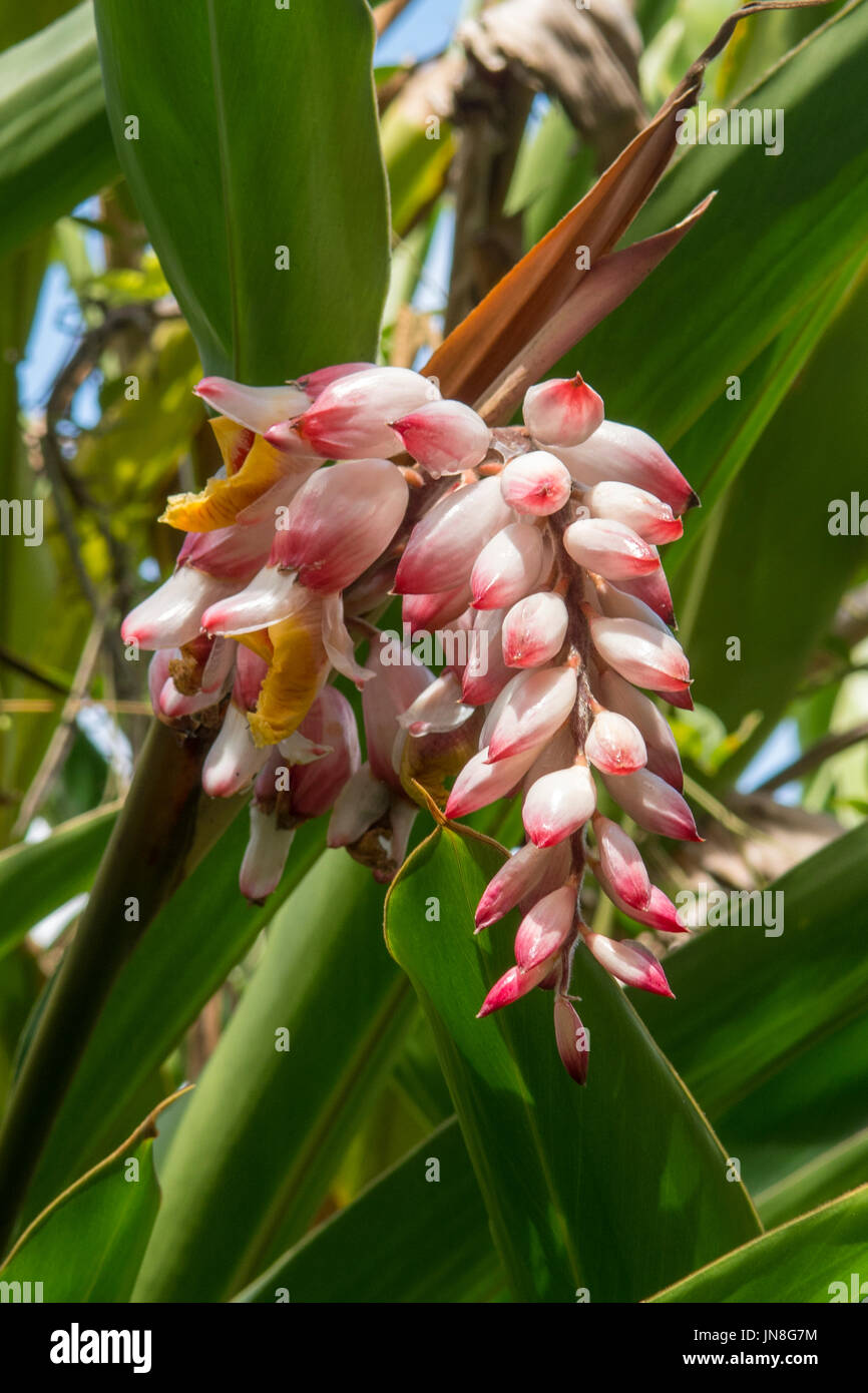 Alpinia Zerumbet, Shell Ingwer im Paronella Park, in der Nähe von Innisfail, Queensland, Australien Stockfoto