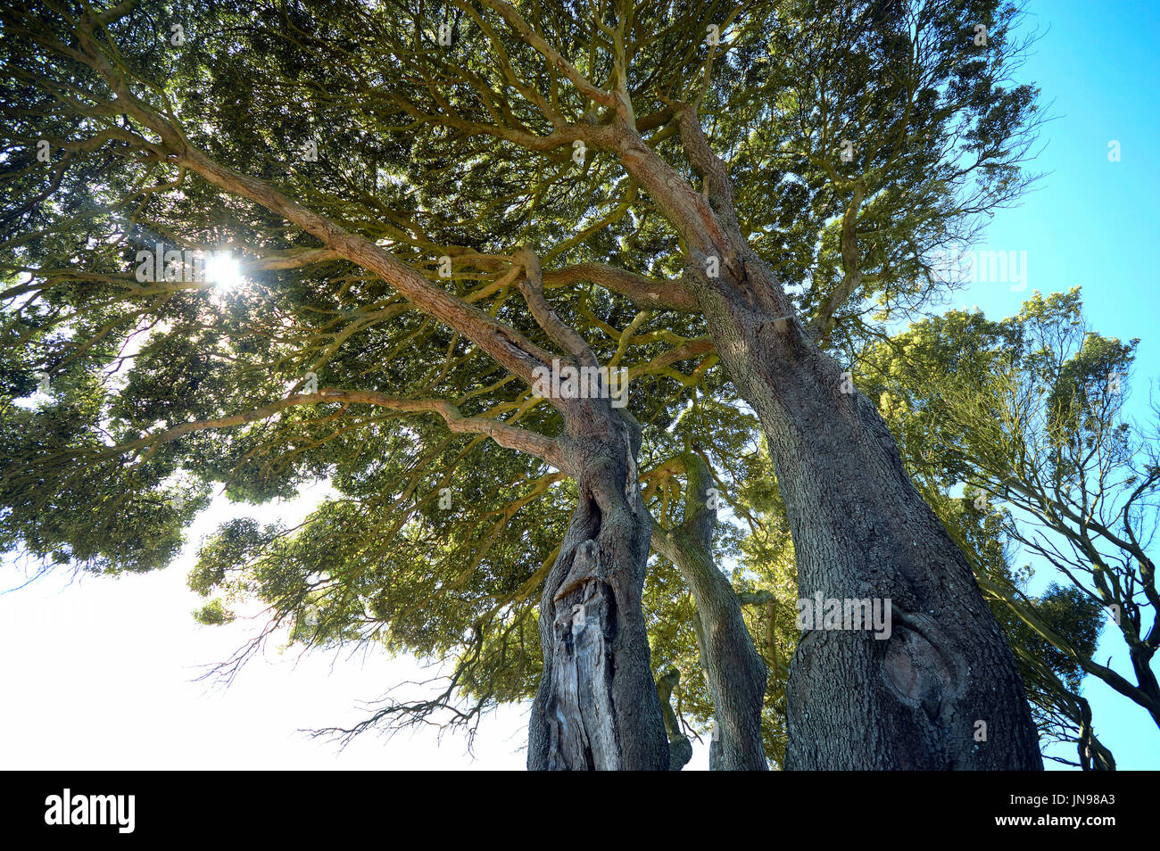 Pinien, Lepe Beach Hampshire UK Stockfoto