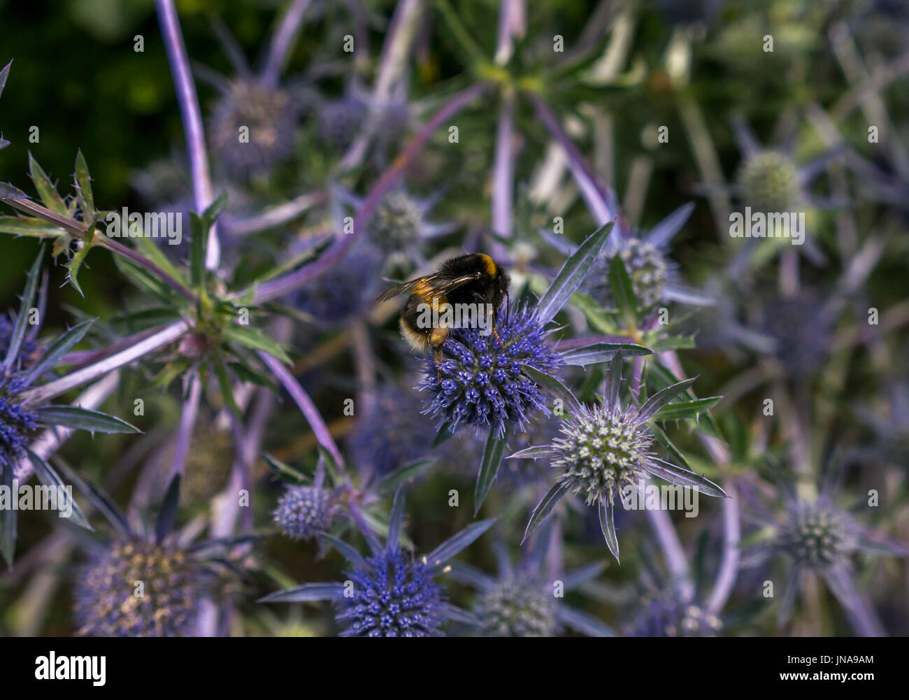 Nahaufnahme der Waldkuckuckbiene auf der violetten Stachelmollige, Eryngium Tripartitum, Schottland, Großbritannien Stockfoto
