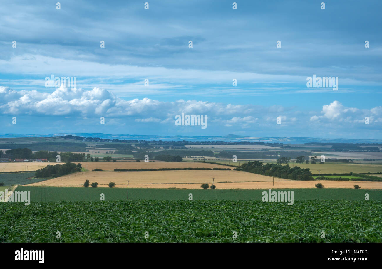 Blick über die ländliche Landschaft Firth-of-Forth und Fife von East Lothian, mit getreidefeld und blauer Himmel mit weißen Wolken im Sommer, Schottland, Großbritannien Stockfoto