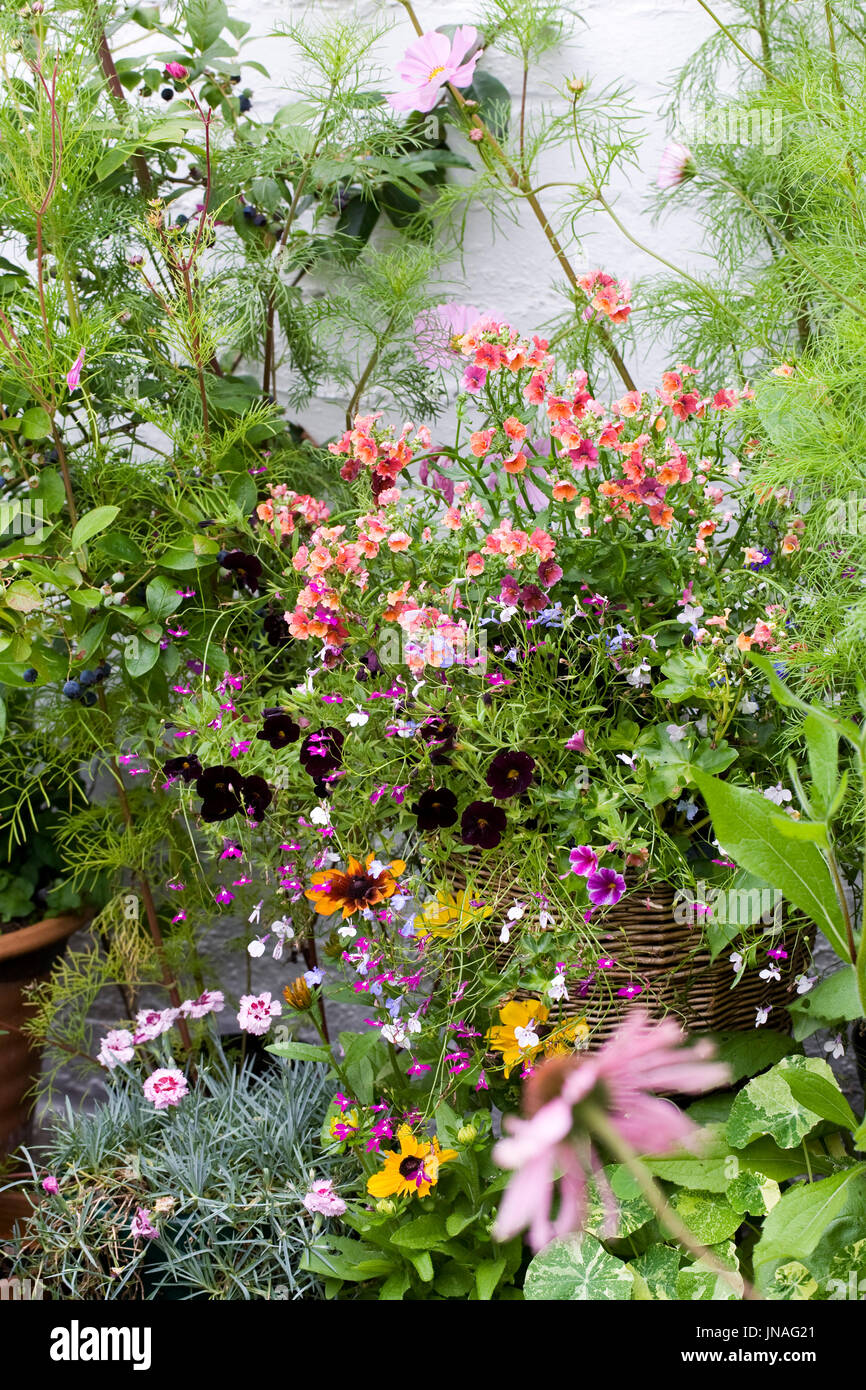 Bunte Sommerblumen. Stockfoto