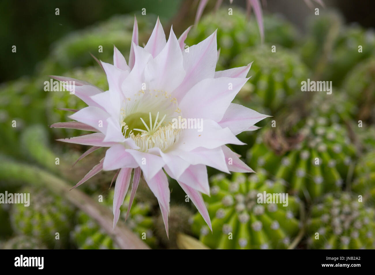 Echinopsis Blume Stockfoto