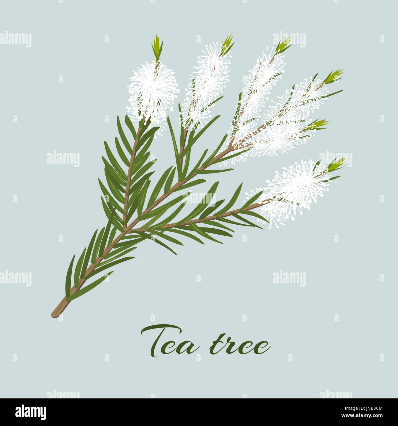 Tee-Baum Blühender Zweig. Zweig der Melaleuca Alternifolia. Vektor-Illustration für Label, Plakat, Wellness, Design, Kosmetik, Gesundheitswesen Naturprodukt Stock Vektor