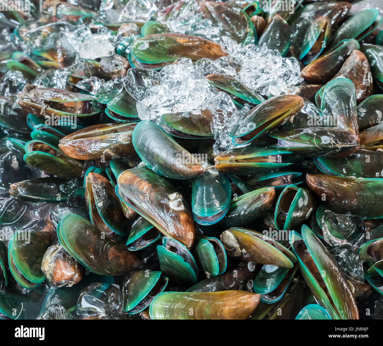 Frische Muscheln mit dem Eis auf dem Metall Tablett auf dem thailändischen Markt. Stockfoto