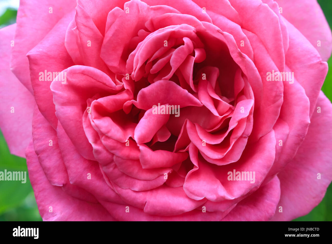 Rosa Rose Closeup Stockfoto