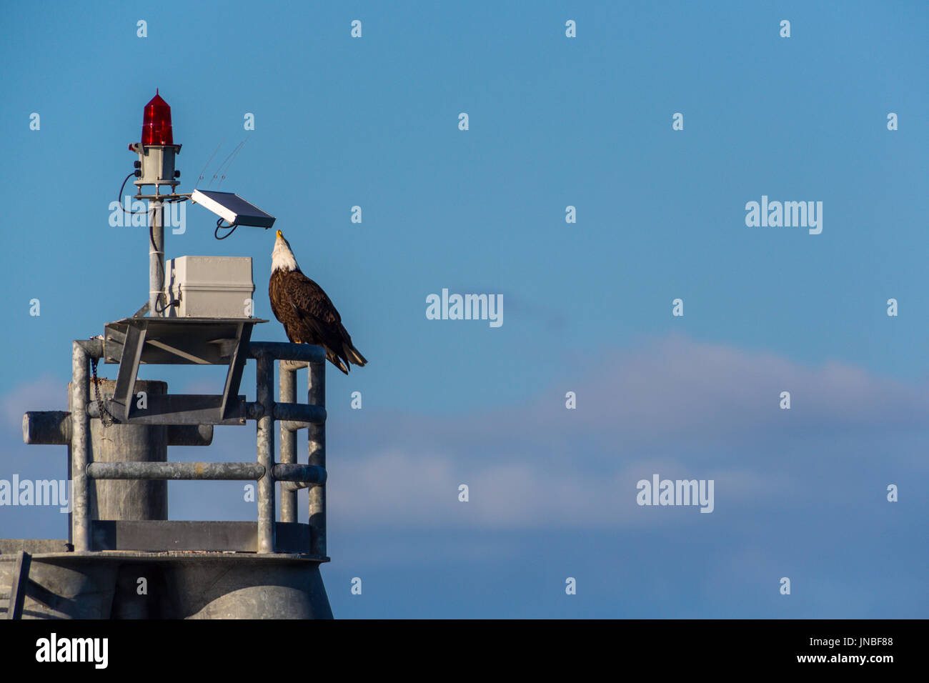 Weißkopf-Seeadler sitzt auf einem Turm, Haliaeetus Leucocephalus, Spit Homer, Lands End, Halbinsel Kenai, Alaska, USA Stockfoto