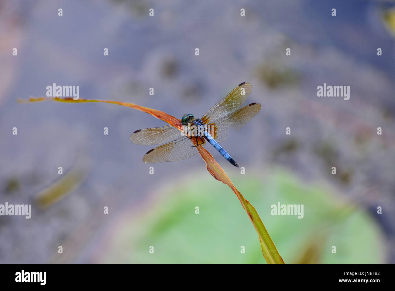 Isolierte Libelle thront auf einem Grashalm Rasen Erythrodiplax Minuscula auch bekannt als ein wenig Blau Dragonlet Stockfoto