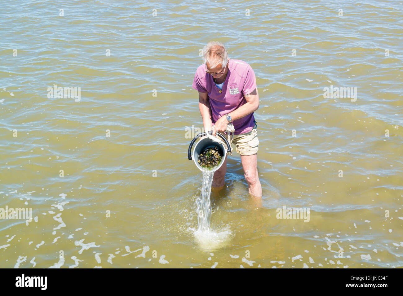 Senior woman spülen gesammelten Muscheln im Eimer stehen im flachen Wasser bei Ebbe, Wattenmeer, Niederlande Stockfoto