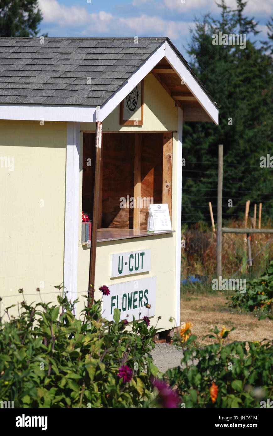 Farmstand - schneiden U Dahlie, Bainbridge Island, WA. USA Stockfoto