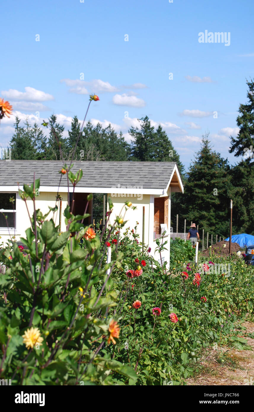 Dahlie U Schnittblumen Bainbridge Island, WA USA Stockfoto