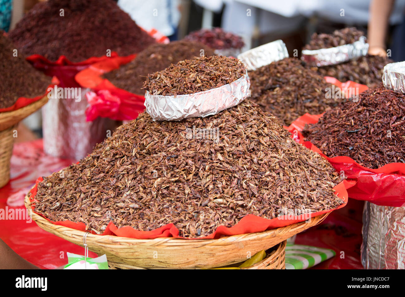 Gebratene Insekten Anbieter in Oaxaca, Mexiko Stockfoto