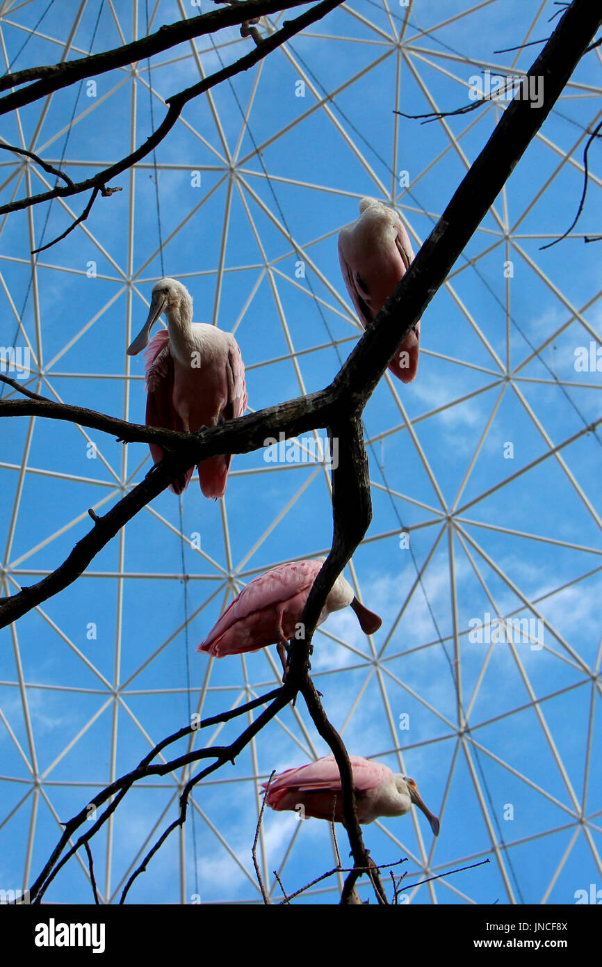 Rosige Löffler Stockfoto