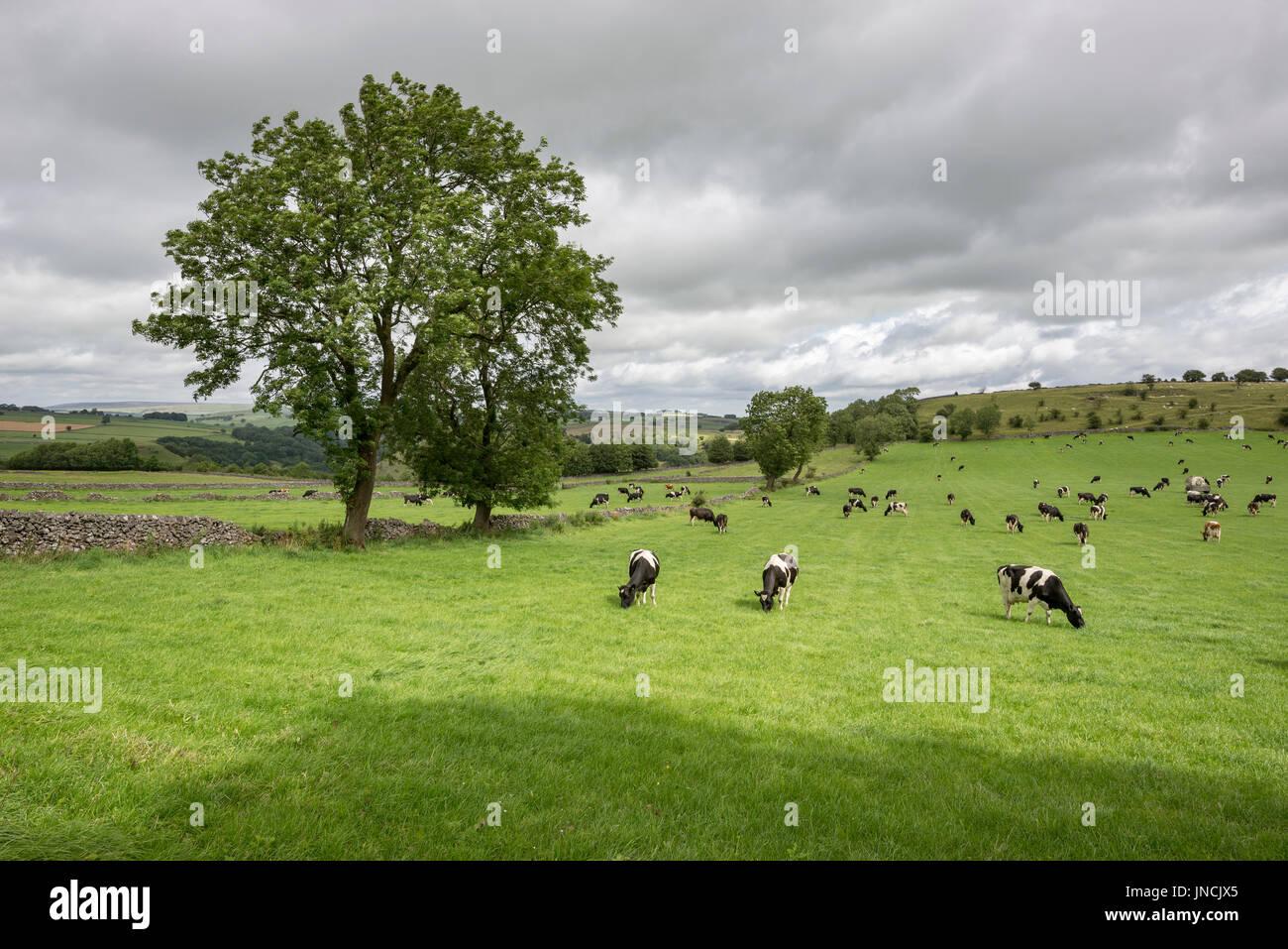 Milchvieh in üppigen grünen Feldern in der Landschaft des Peak District, Derbyshire, England. Stockfoto