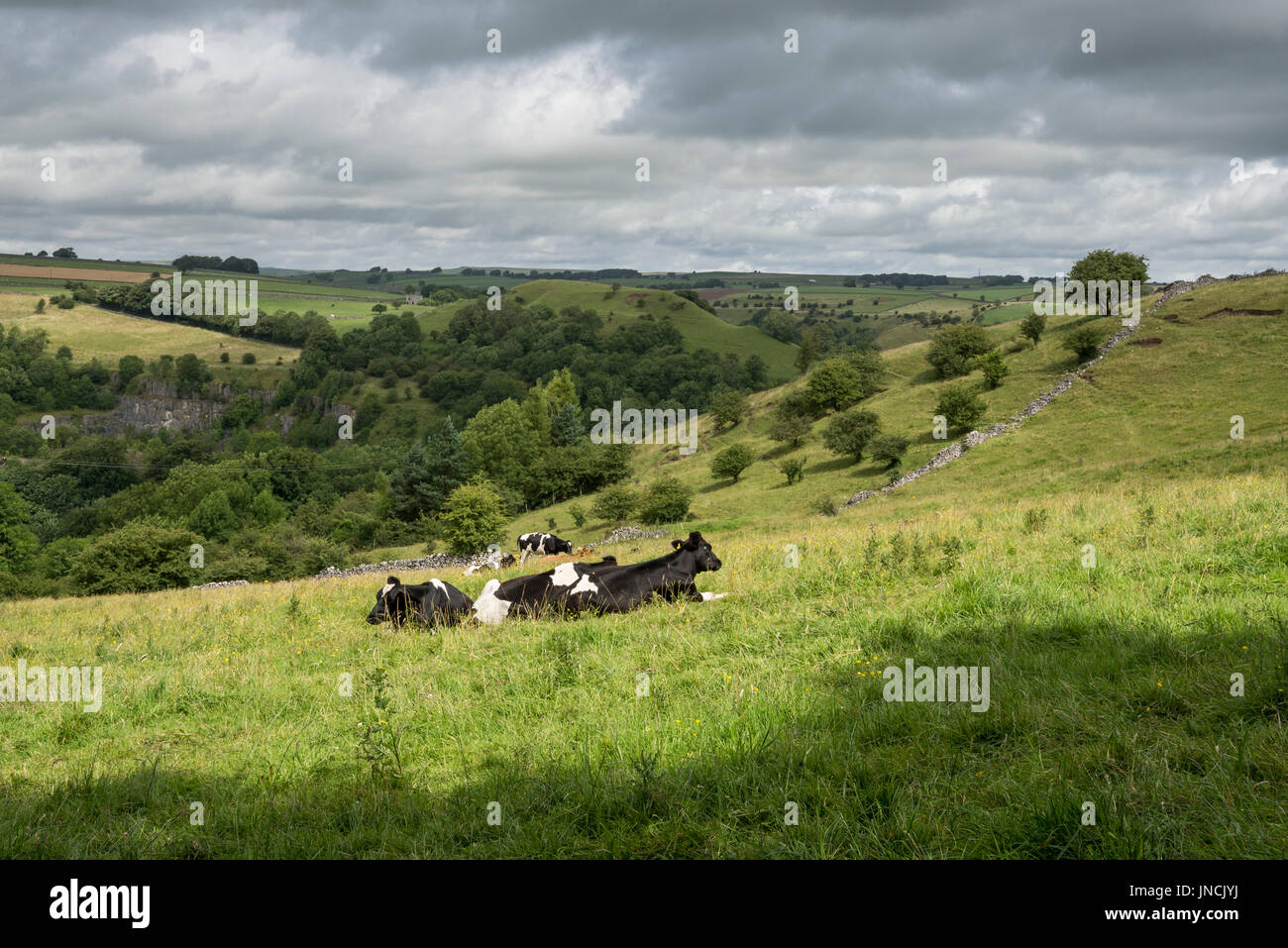 Grasende Kühe auf Felder in der weißen Spitze in der Nähe von Buxton, Derbyshire, England. Stockfoto